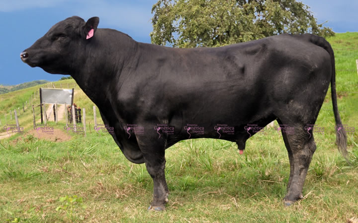 toros-carne-angus-negro