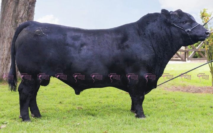 toros-carne-angus-negro