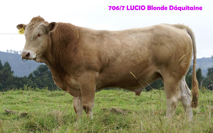 toros-carne-Blonde-D`Aquitaine