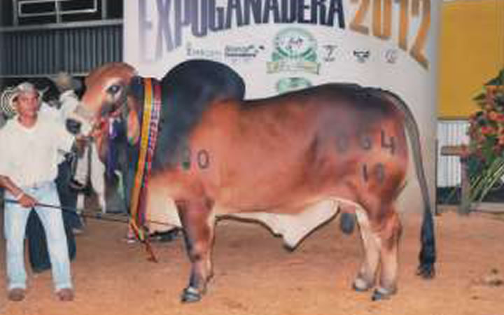 toros-carne-brahman-rojo