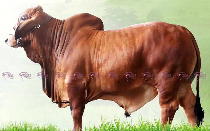 toros-carne-brahman-rojo