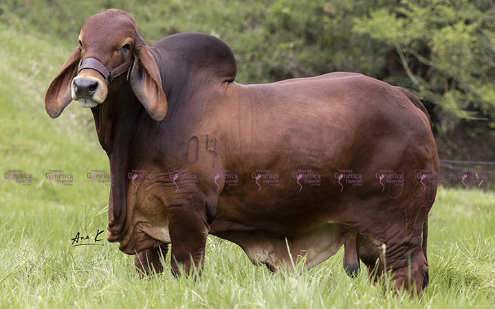 toros-carne-brahman-rojo