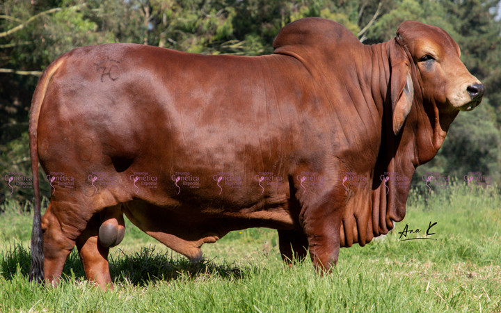 toros-carne-brahman-rojo