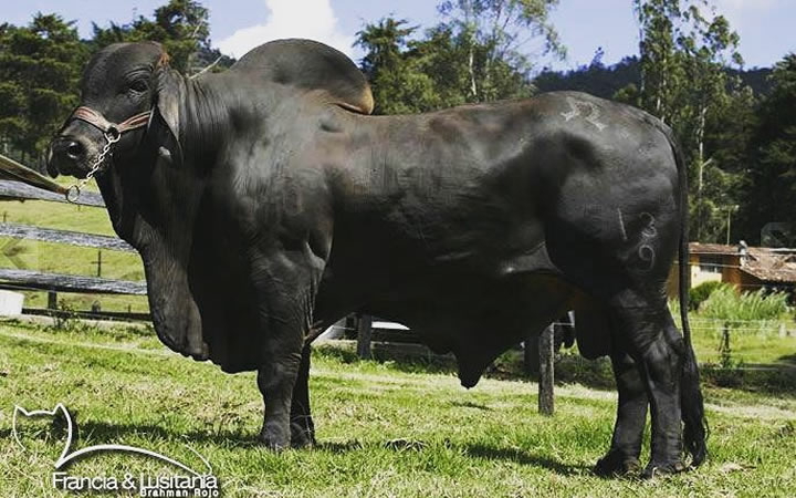 toros-carne-brahman-rojo