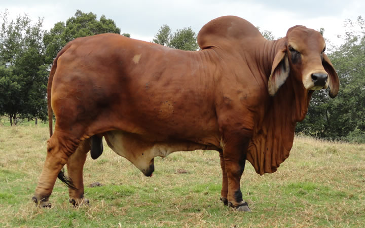 toros-carne-brahman-rojo