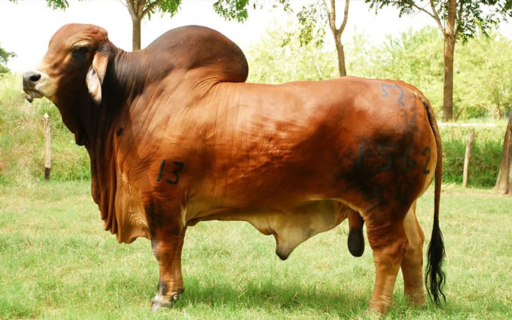 toros-carne-brahman-rojo