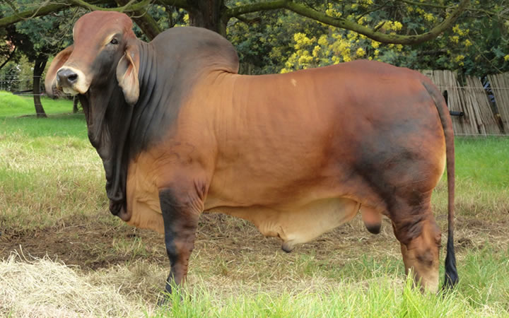 toros-carne-brahman-rojo