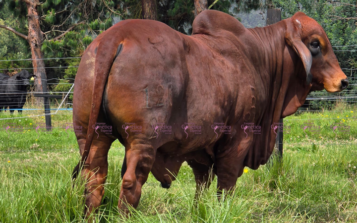 toros-carne-brahman-rojo