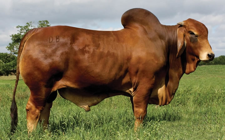 toros-carne-brahman-rojo