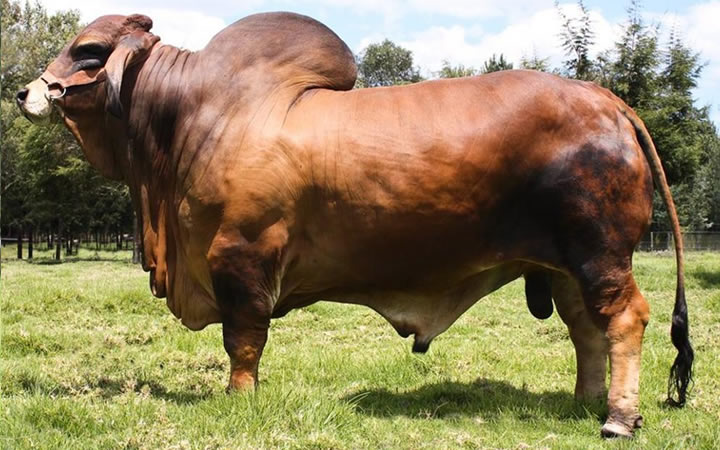 toros-carne-brahman-rojo