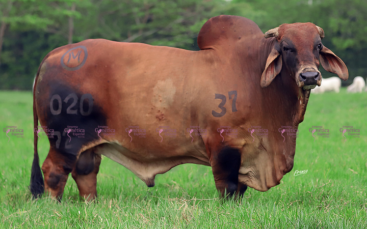 toros-carne-brahman-rojo