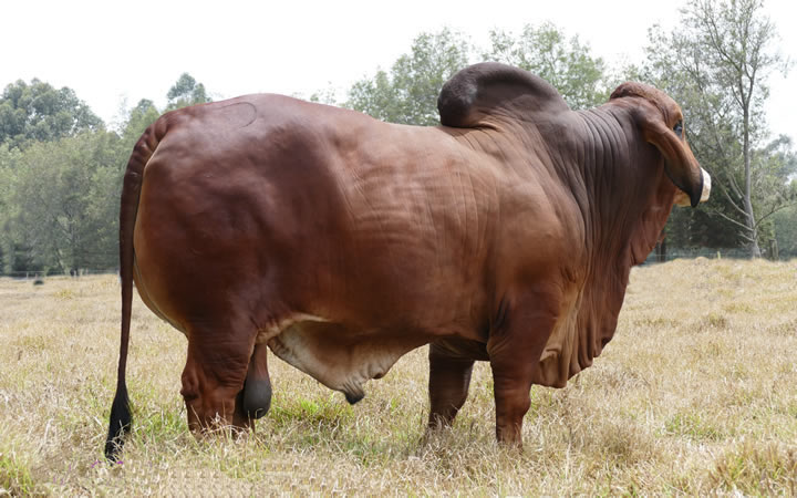 toros-carne-brahman-rojo