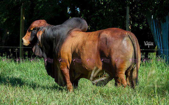 toros-carne-brahman-rojo