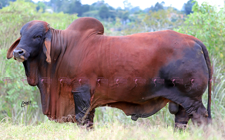 toros-carne-brahman-rojo