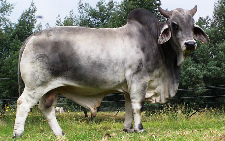 toros-carne-brahman-gris