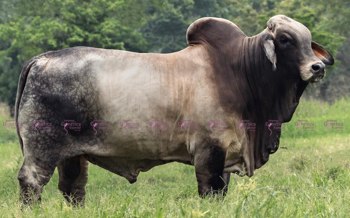 toros-carne-brahman-gris
