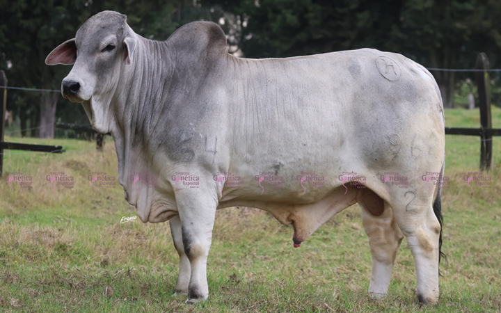 toros-carne-brahman-gris