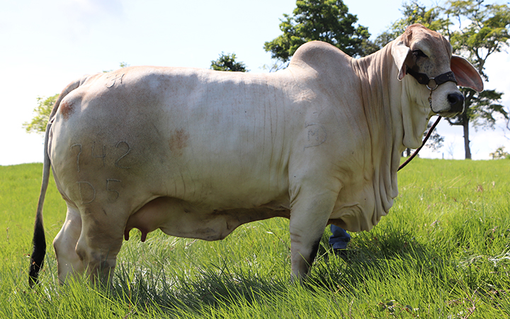 toros-carne-brahman-gris