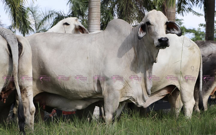 toros-carne-brahman-gris