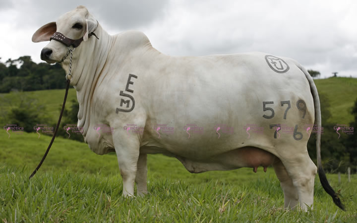 toros-carne-brahman-gris