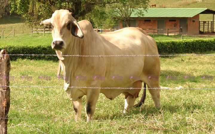 toros-carne-brahman-gris
