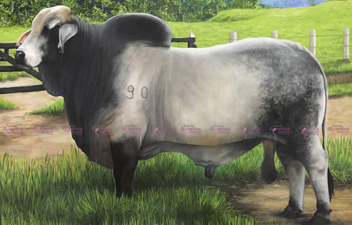 toros-carne-brahman-gris