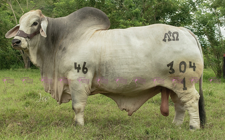 toros-carne-brahman-gris