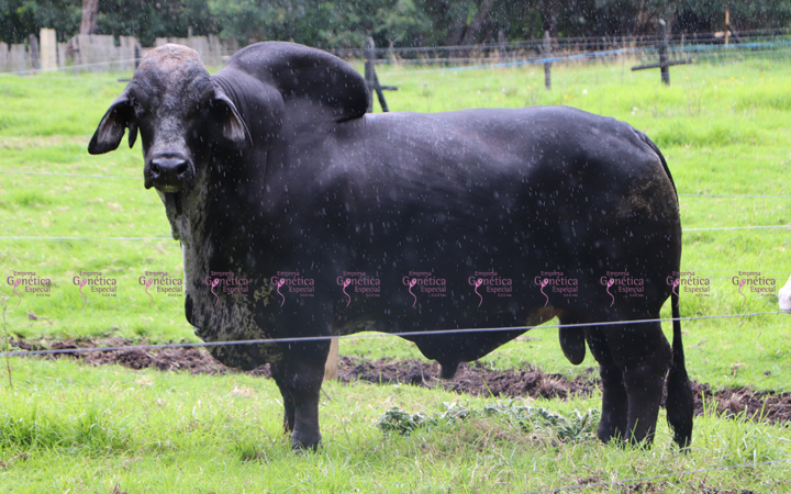 toros-carne-brahman-gris