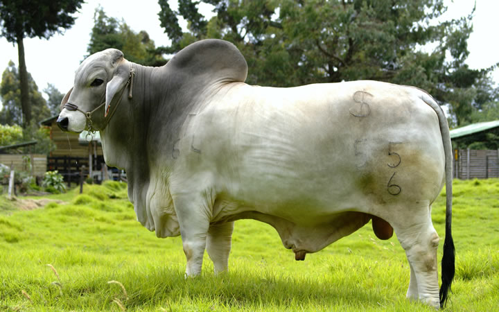toros-carne-brahman-gris