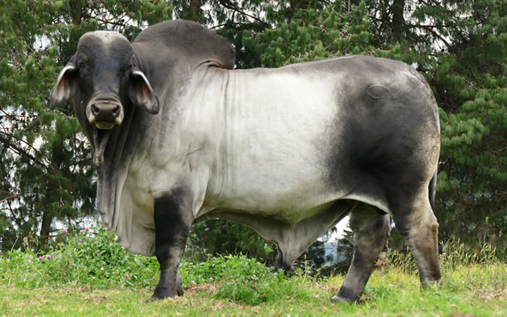 toros-carne-brahman-gris