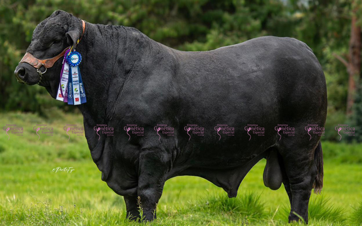 toros-carne-angus-negro