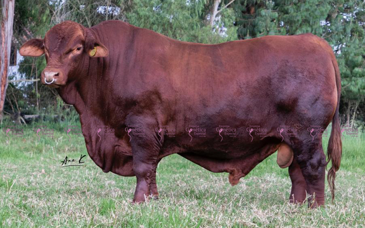 toros-carne-brangus
