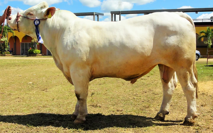 toros-carne-charolais