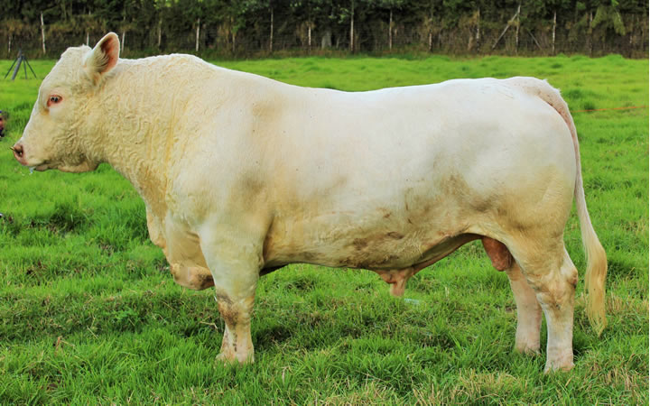 toros-carne-charolais
