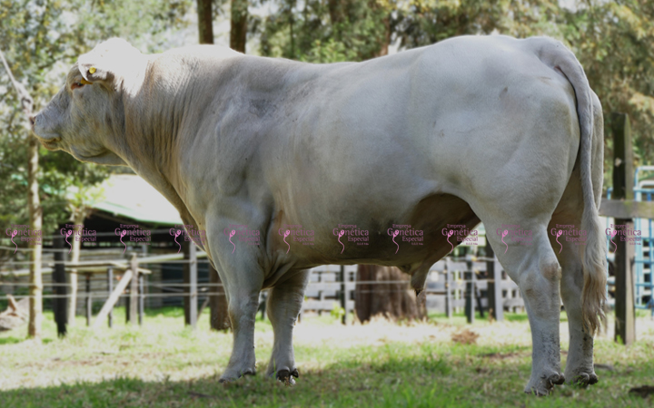 toros-carne-charolais