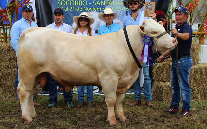 toros-carne-charolais