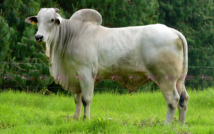 toros-carne-nelore