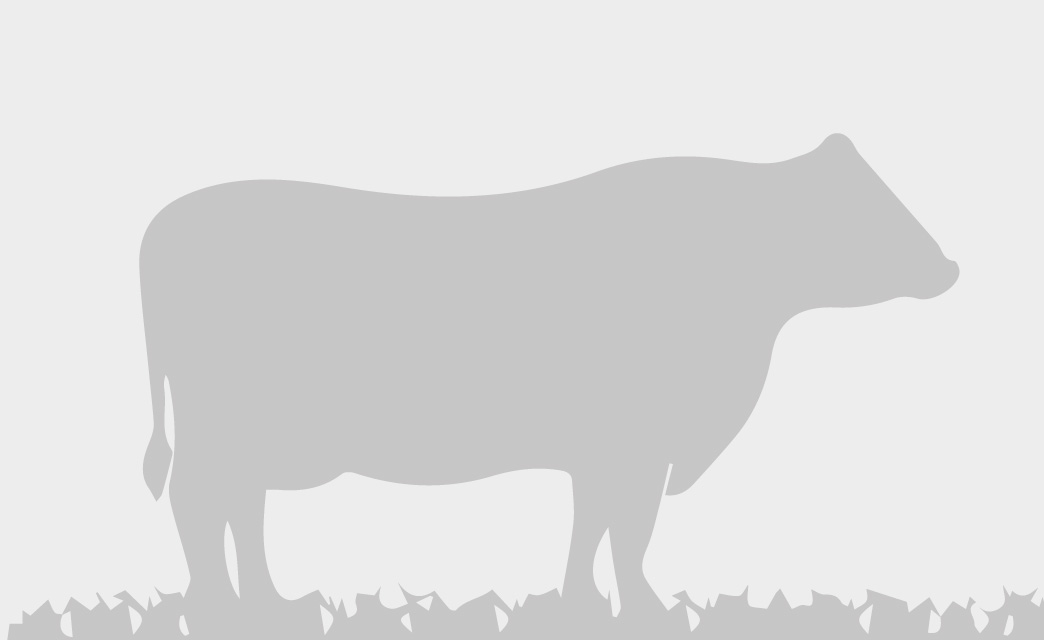 toros-carne-romoninuano