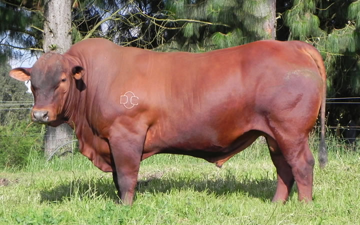 toros-carne-simbrah