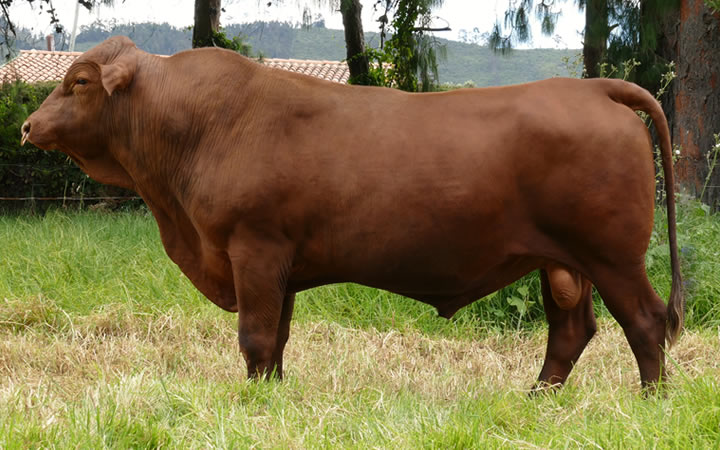 toros-carne-senepol