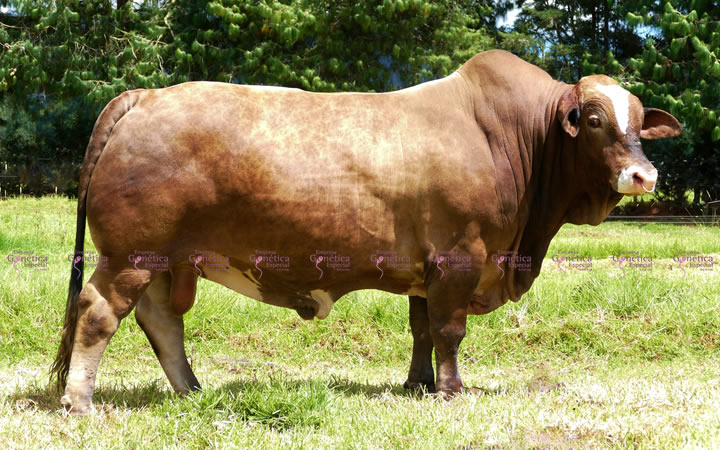 toros-carne-simbrah