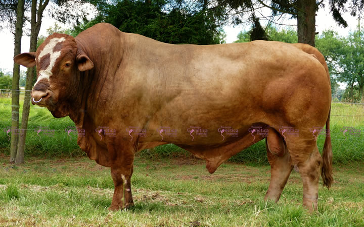 toros-carne-simbrah