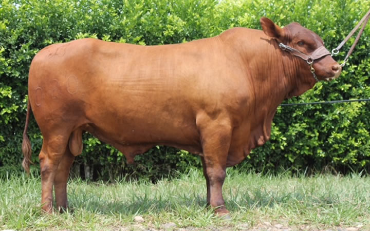 toros-carne-velasquez