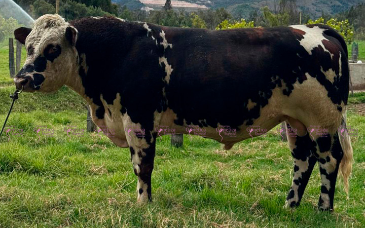 doble-proposito-toneco