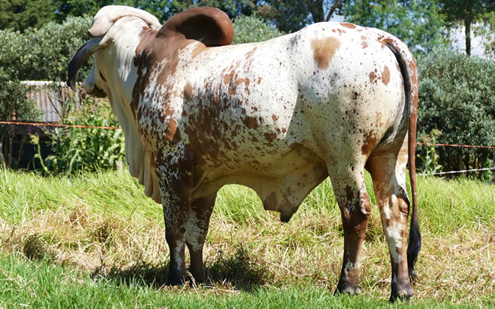 toros-leche-gyr-naranjal