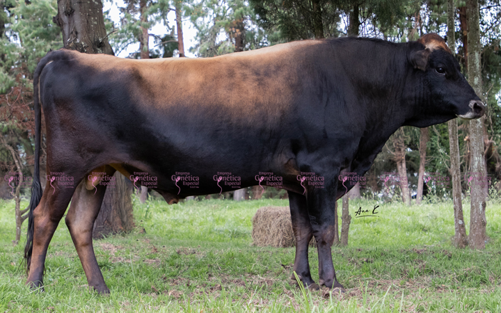 toros-leche-jersey