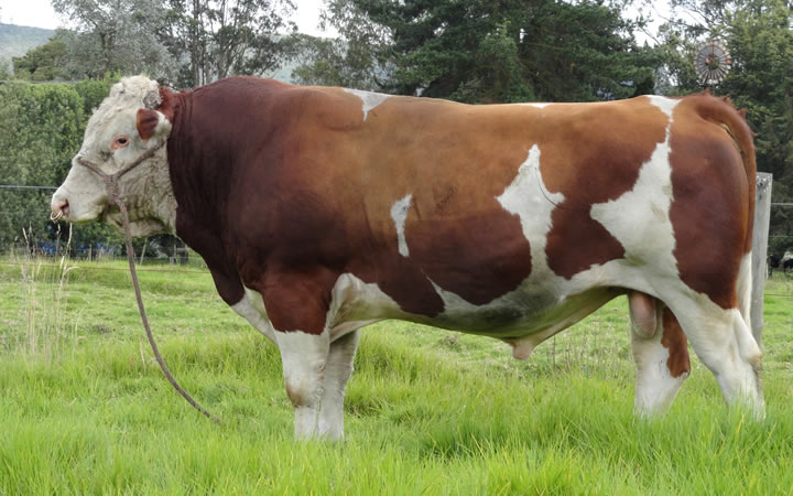 toros-leche-monbeliarde-samir