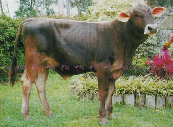 toros-leche-pardo-suizo-supremo