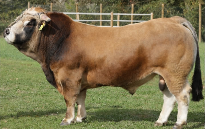 toros-carne-Aubrac