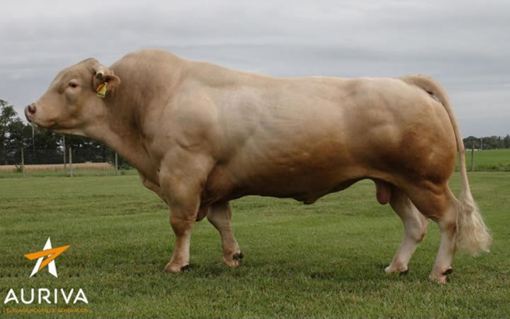 toros-carne-inra95